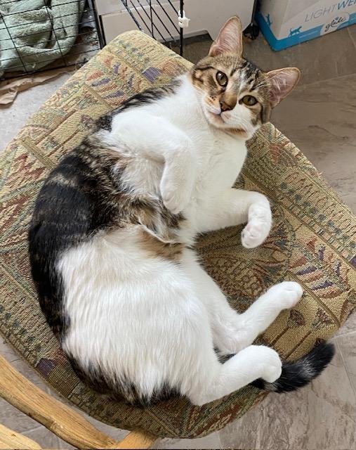 Pancho, an adoptable Domestic Short Hair in Fort Worth, TX image 3/5