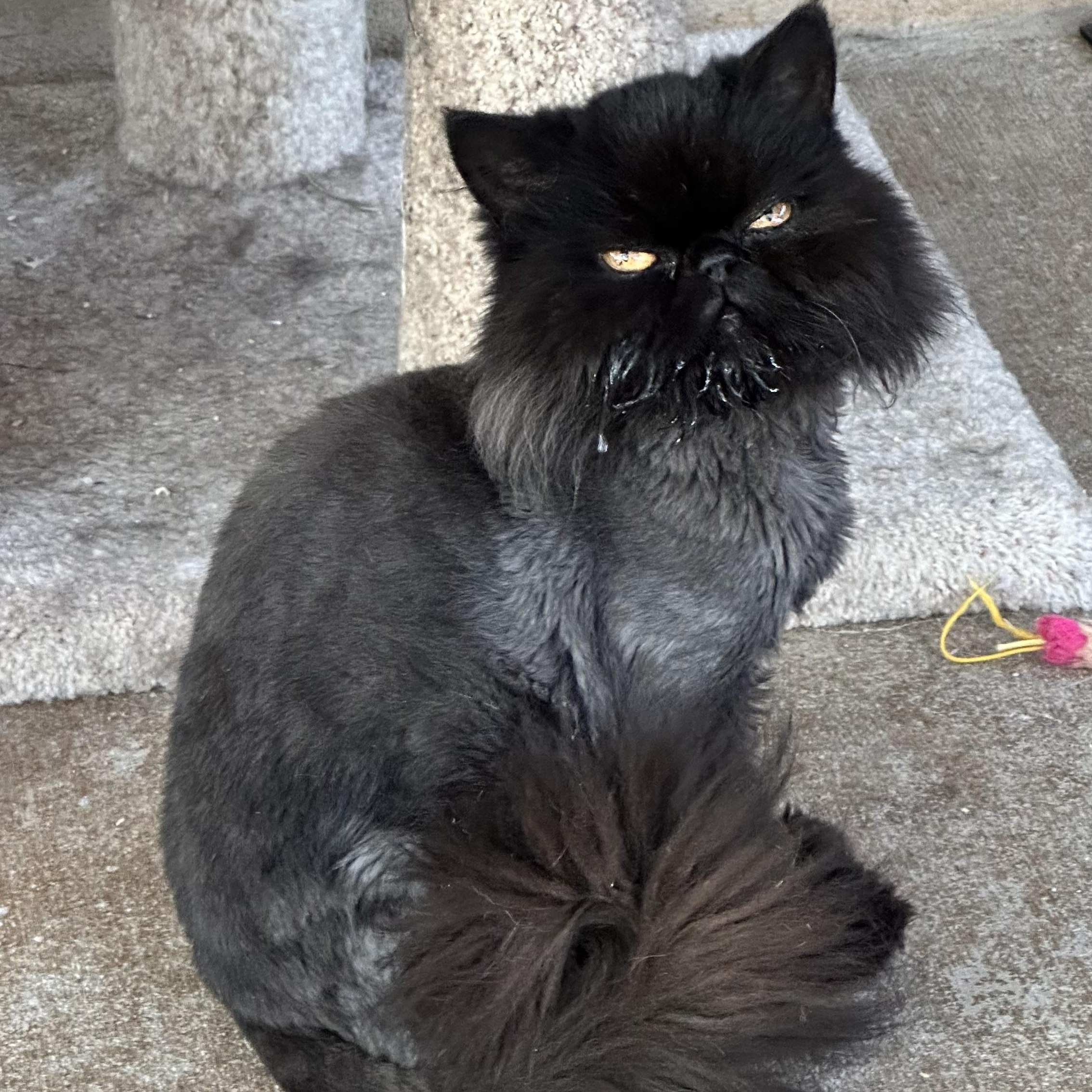 Mooshy, an adoptable Persian in Sacramento, CA, 95829 | Photo Image 1