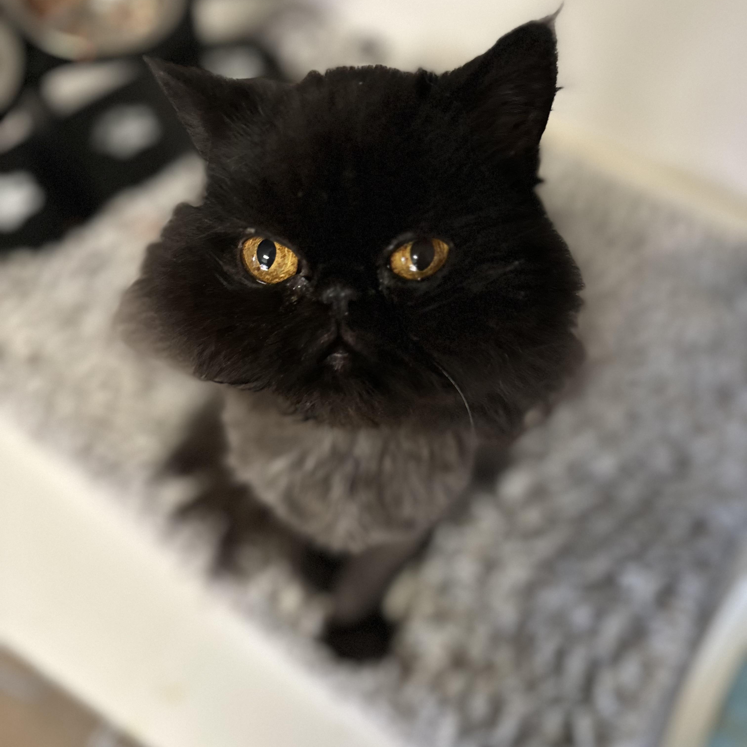 Mooshy, an adoptable Persian in Sacramento, CA, 95829 | Photo Image 3