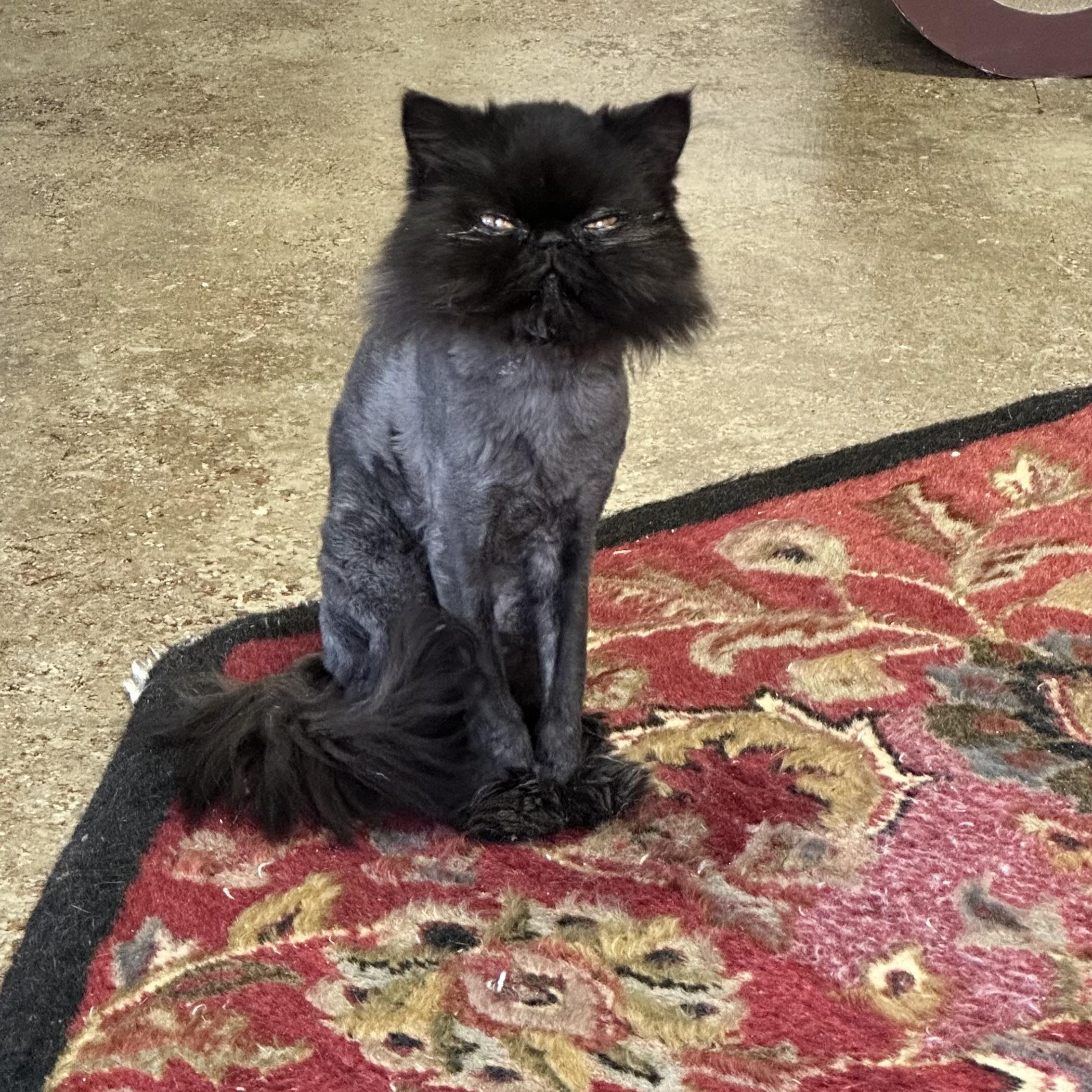 Mooshy, an adoptable Persian in Sacramento, CA, 95829 | Photo Image 2