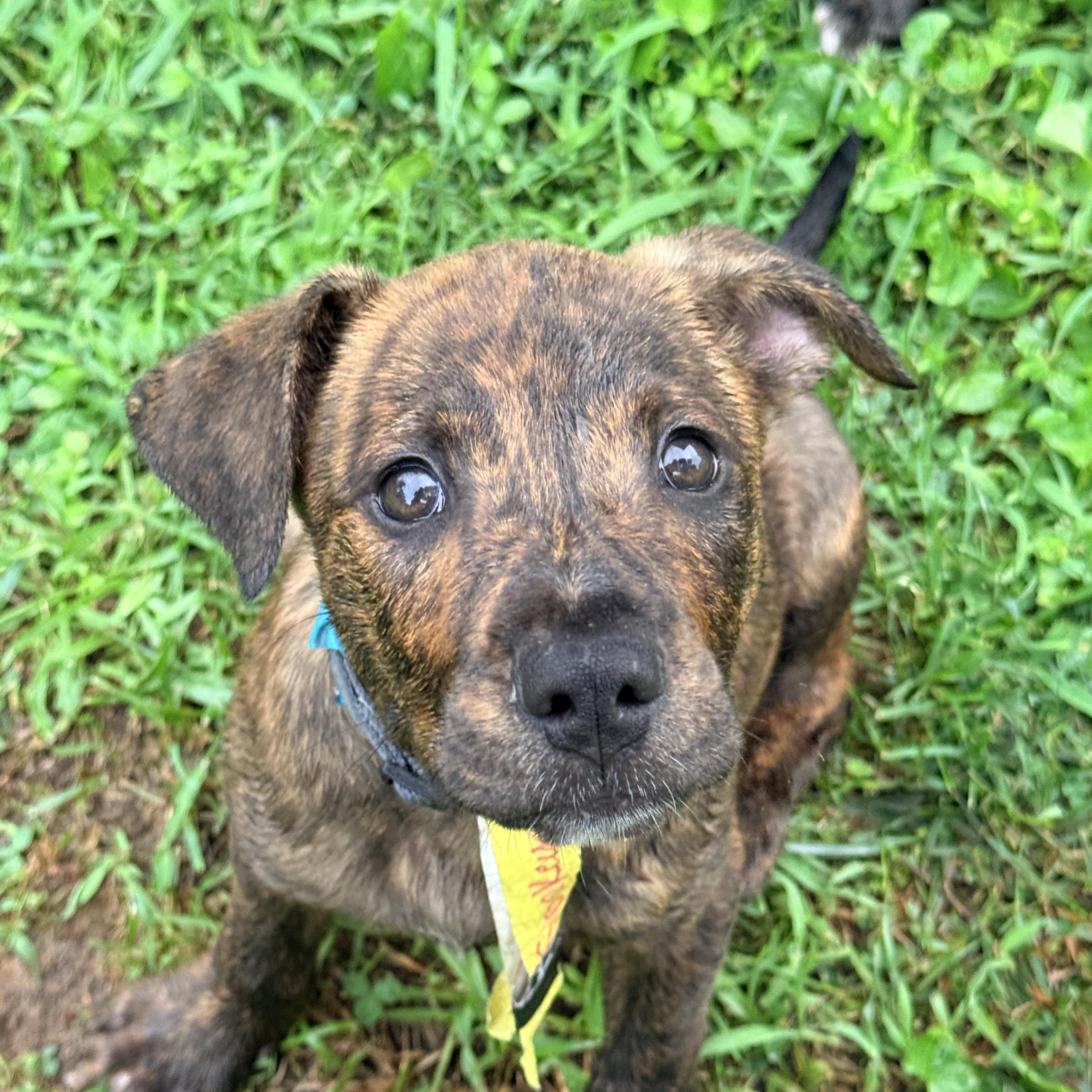 Smokey, adopted, Puppy Male Pit Bull Terrier & Hound.