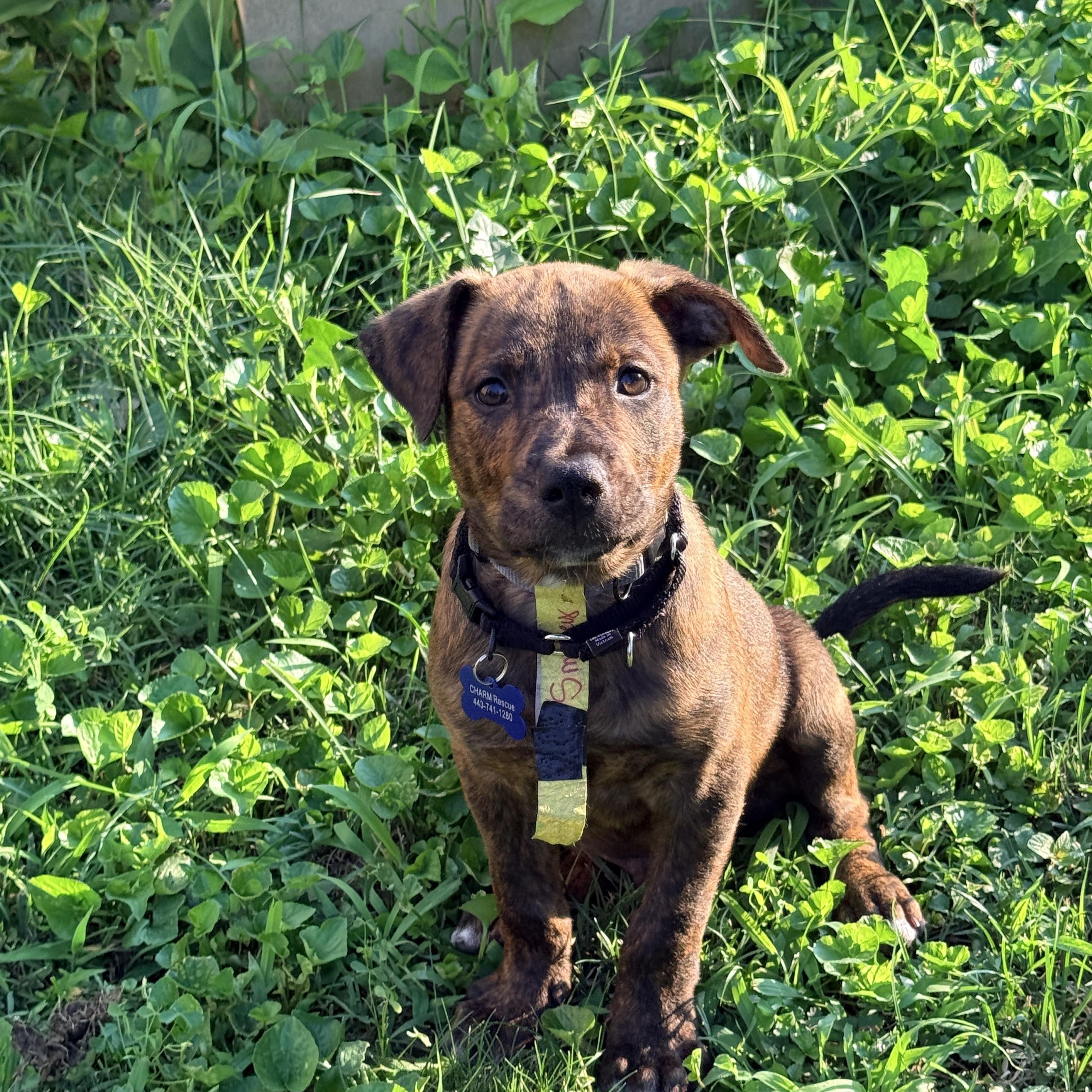 Enlarge Smokey, an adopted mixed breed in Columbia, MD image 3/3