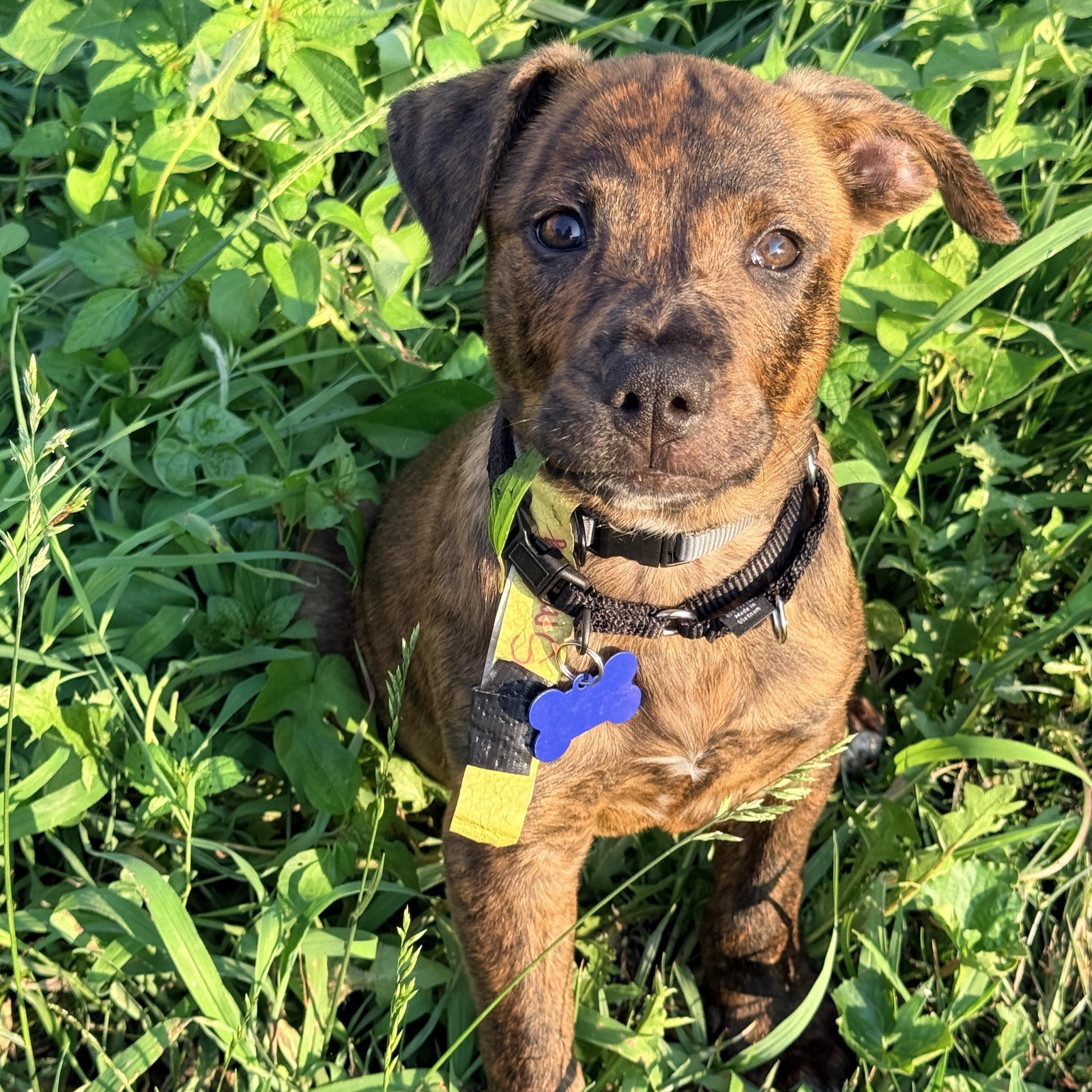 Enlarge Smokey, an adopted mixed breed in Columbia, MD image 2/3