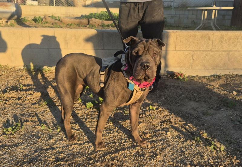 Daisy, Adoptable, Adult Female Shar-Pei.