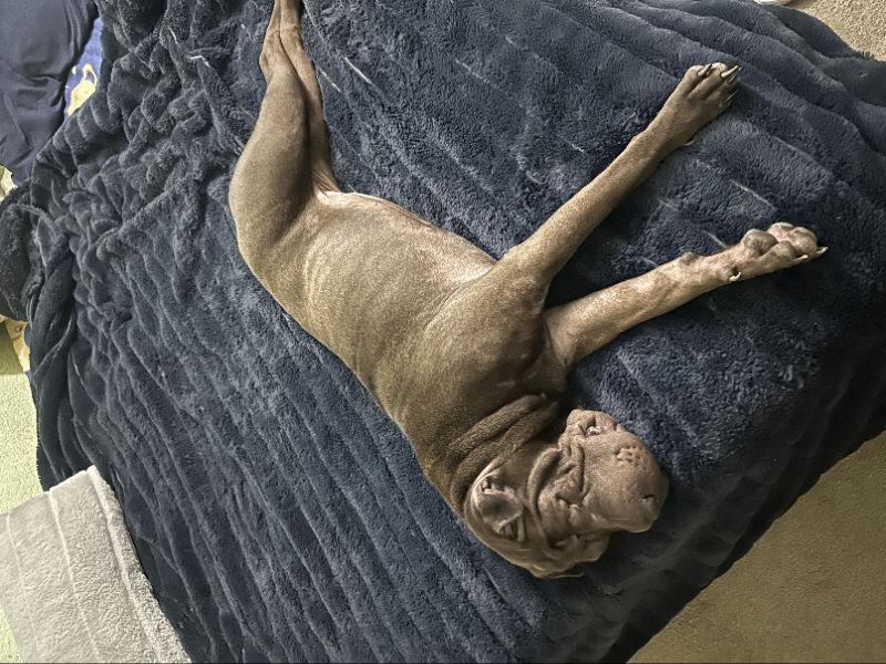 Enlarge Daisy, a Adoptable Shar-Pei in Lake Forest, CA image 3/3