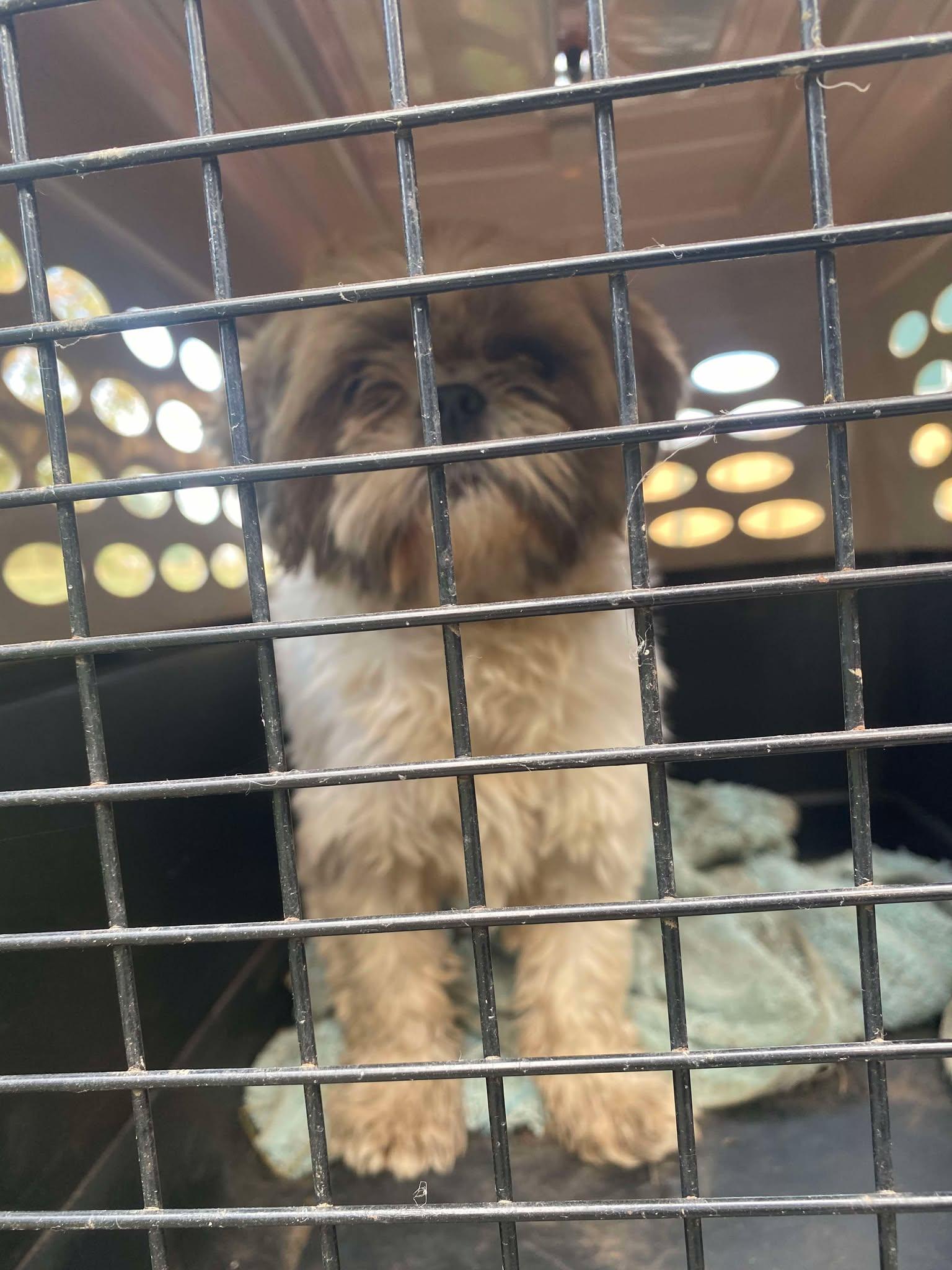 Enlarge Carol, a Adopted Shih Tzu in Lewistown, PA image 1/2