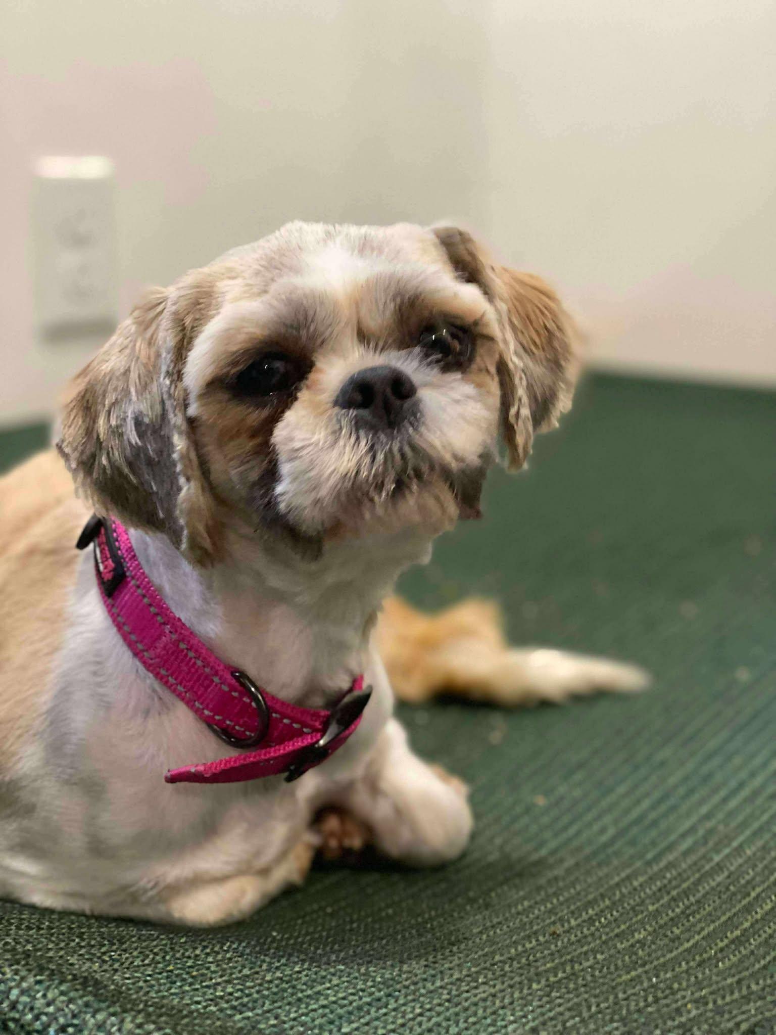 Enlarge Carol, a Adopted Shih Tzu in Lewistown, PA image 2/2