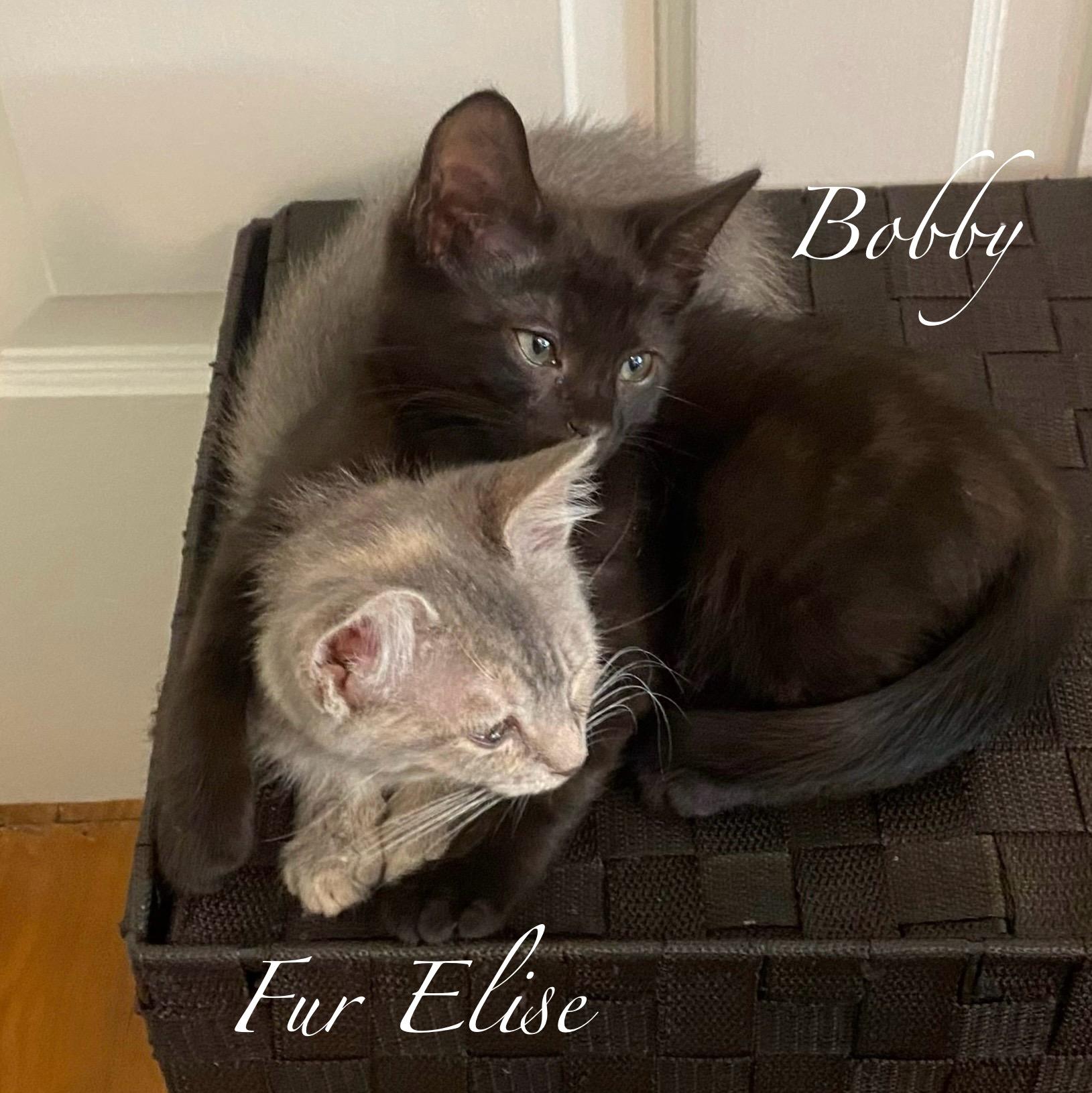 Fur Elise & Bobby