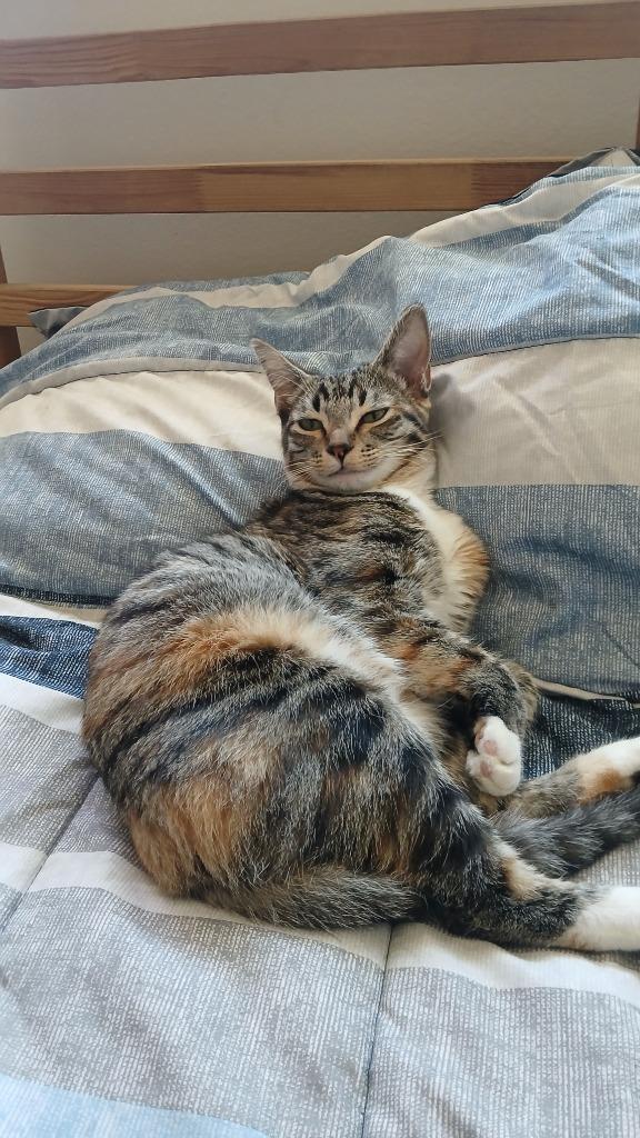 Enlarge Dee Dee, a Adoptable American Shorthair in HUNTINGTON BEACH, CA image 1/1