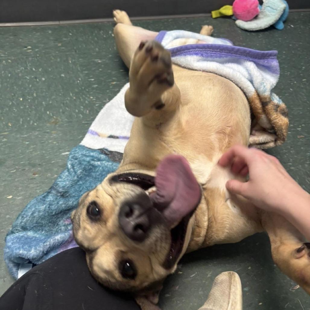 Lulu, Adoptable, Adult Female Pit Bull Terrier & Mixed Breed.