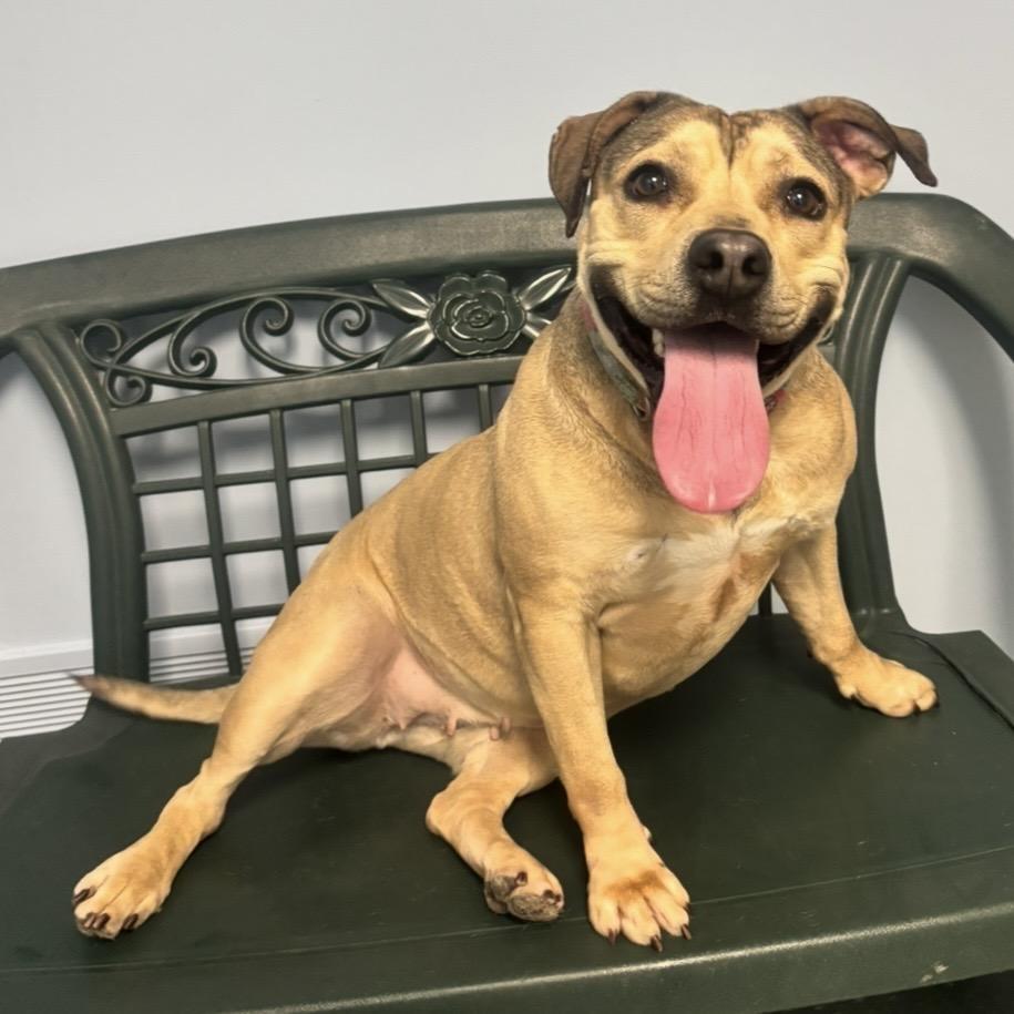 Enlarge Lulu, a Adoptable mixed breed in Waynesburg, PA image 3/5