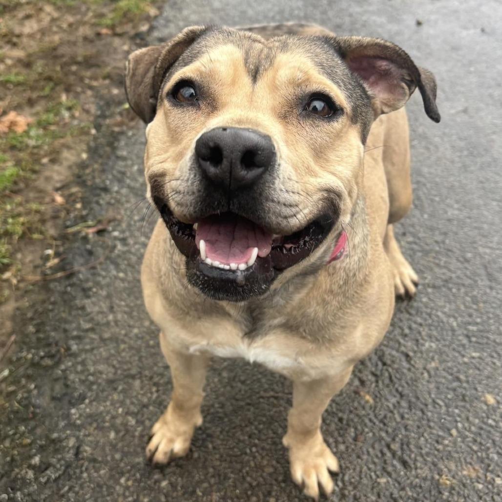 Enlarge Lulu, a Adoptable mixed breed in Waynesburg, PA image 4/5
