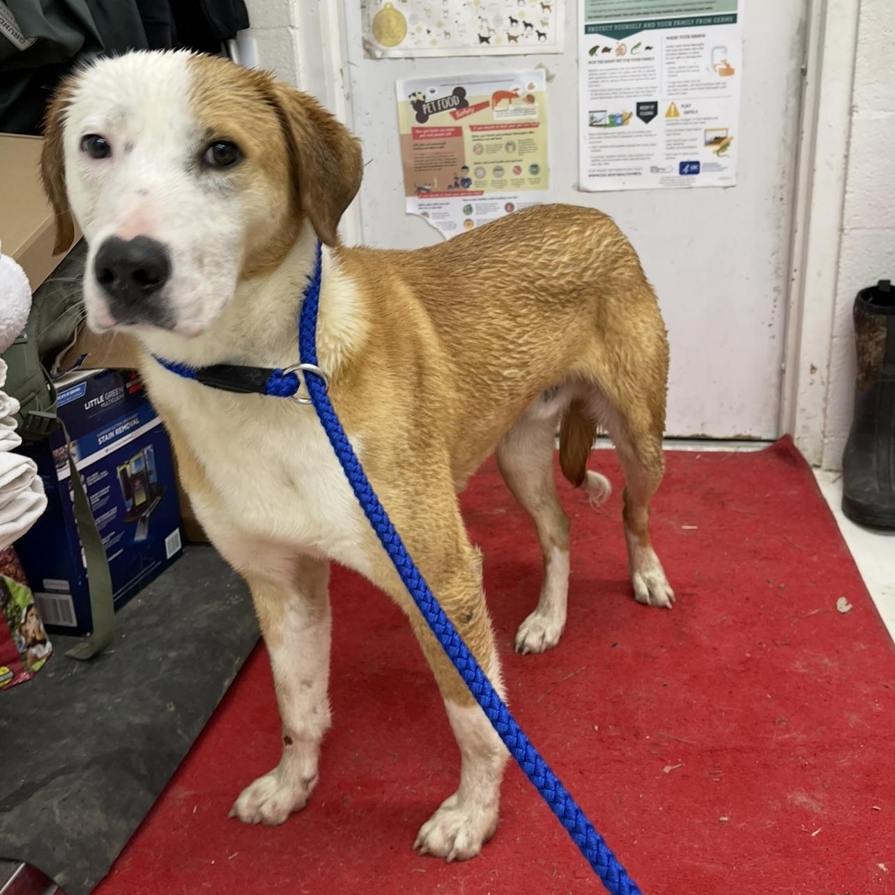 Enlarge Noodle, a ADOPTABLE mixed breed in Farmville, VA image 1/1