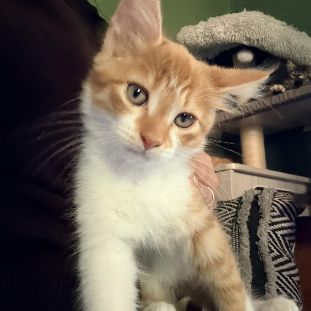 Anchovy, a Adoptable Domestic Long Hair in Richmond, VA image 1/4
