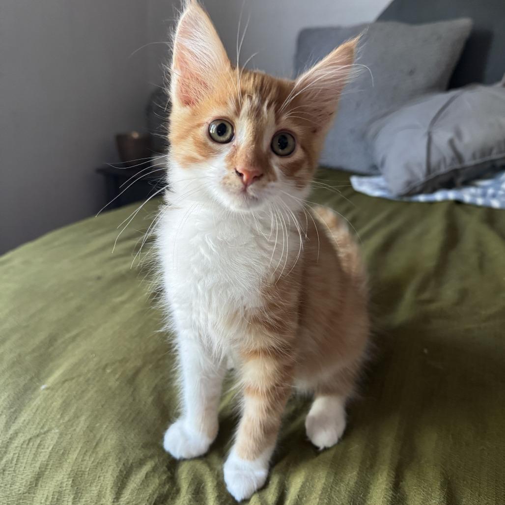 Anchovy, a Adoptable Domestic Long Hair in Richmond, VA image 2/4