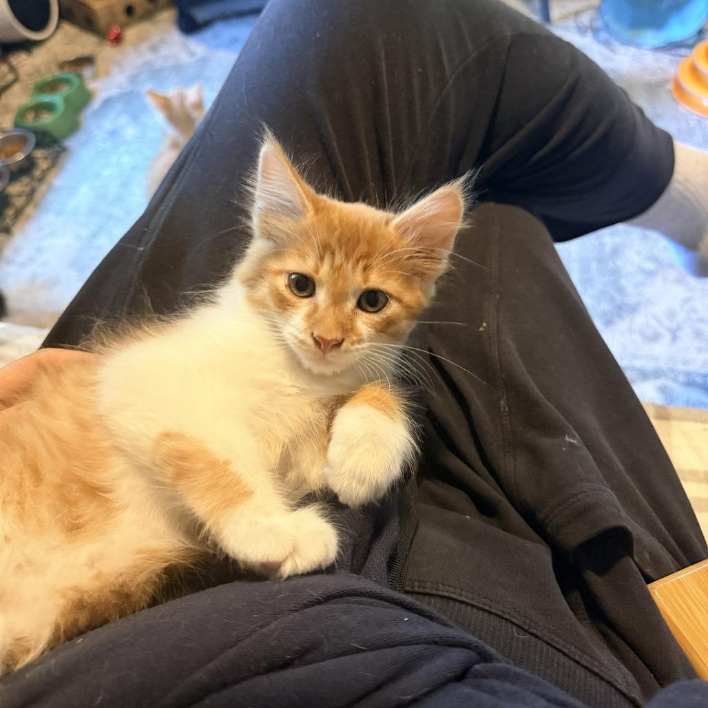 Anchovy, a Adoptable Domestic Long Hair in Richmond, VA image 3/4