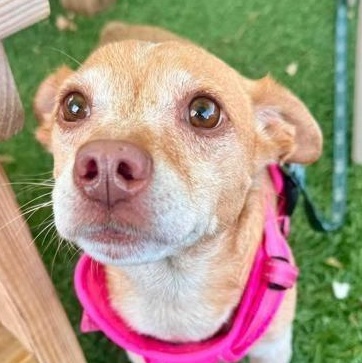 Enlarge Frolic, a Adoptable mixed breed in Severn, MD image 1/6