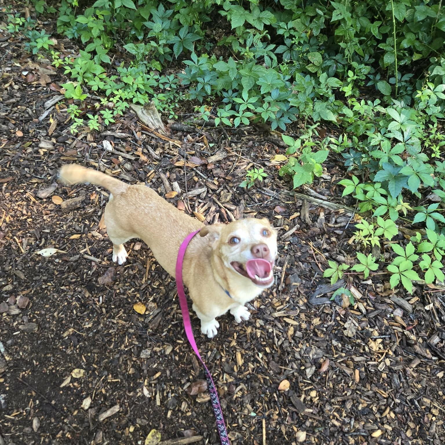 Enlarge Frolic, a Adoptable mixed breed in Severn, MD image 5/6