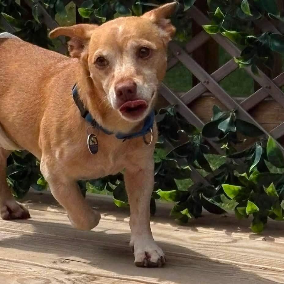 Enlarge Frolic, a Adoptable mixed breed in Severn, MD image 3/6