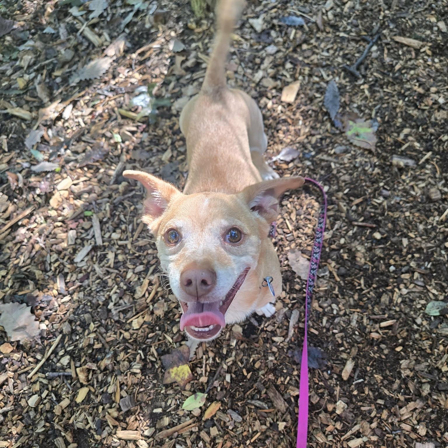 Enlarge Frolic, a Adoptable mixed breed in Severn, MD image 4/6