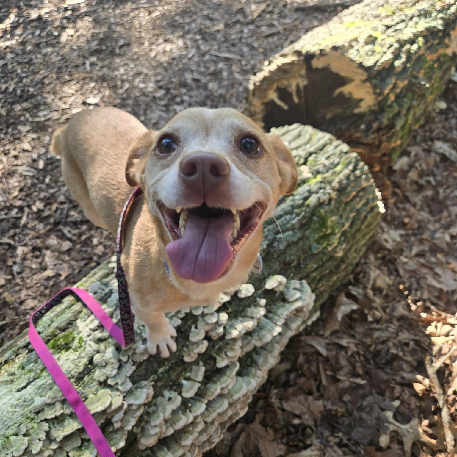 Enlarge Frolic, a Adoptable mixed breed in Severn, MD image 2/6