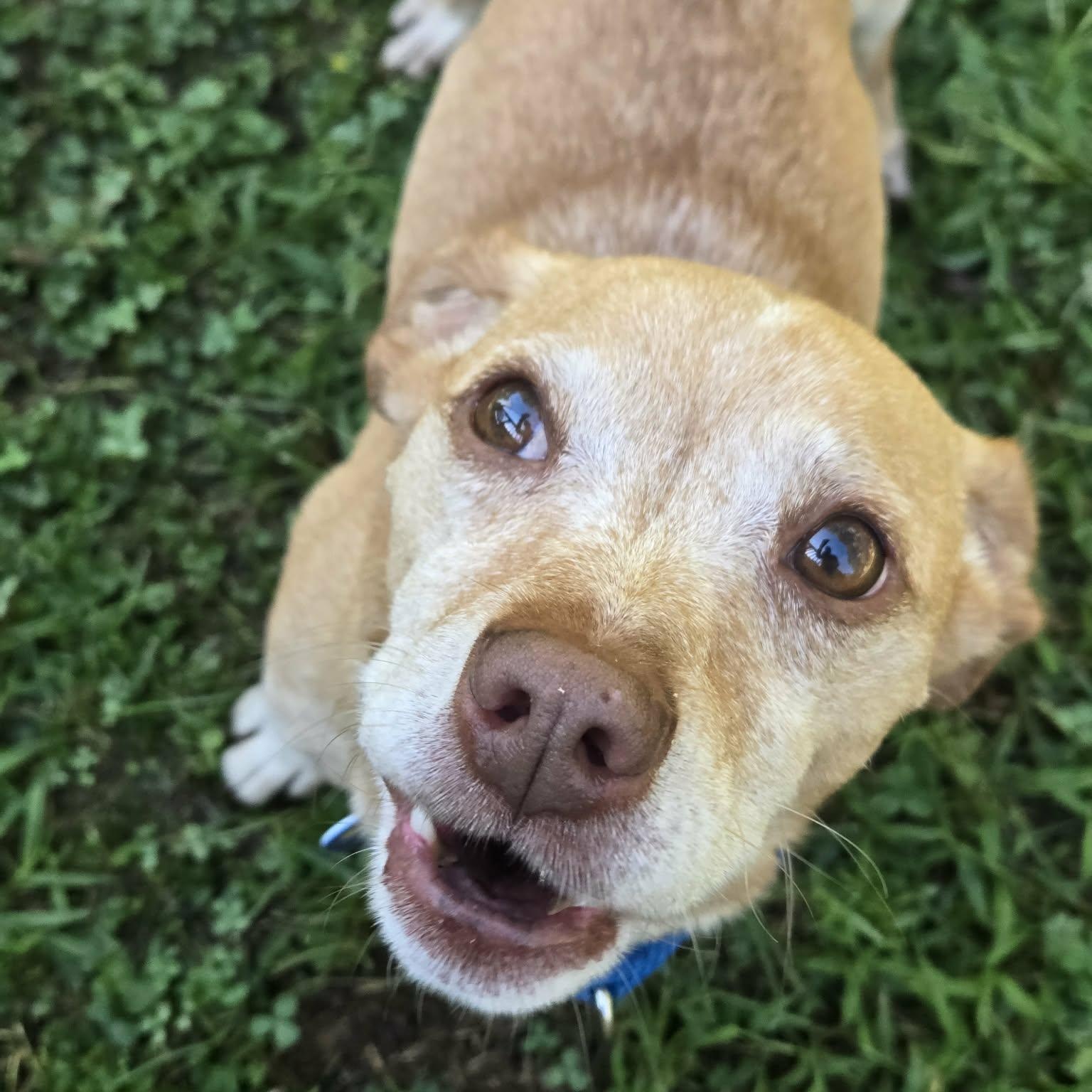 Enlarge Frolic, a Adoptable mixed breed in Severn, MD image 6/6