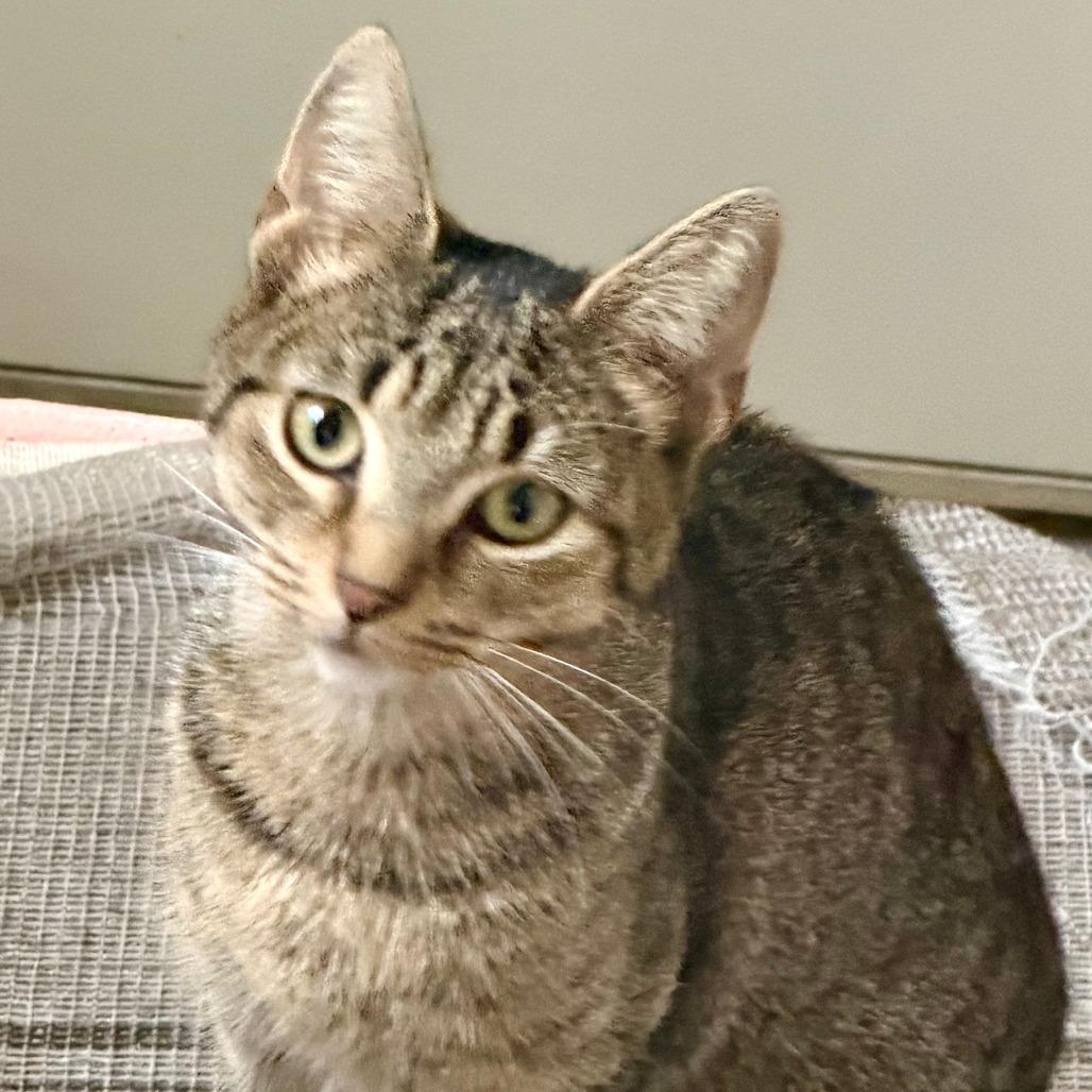 Esme, Adoptable, Young Female Domestic Short Hair.