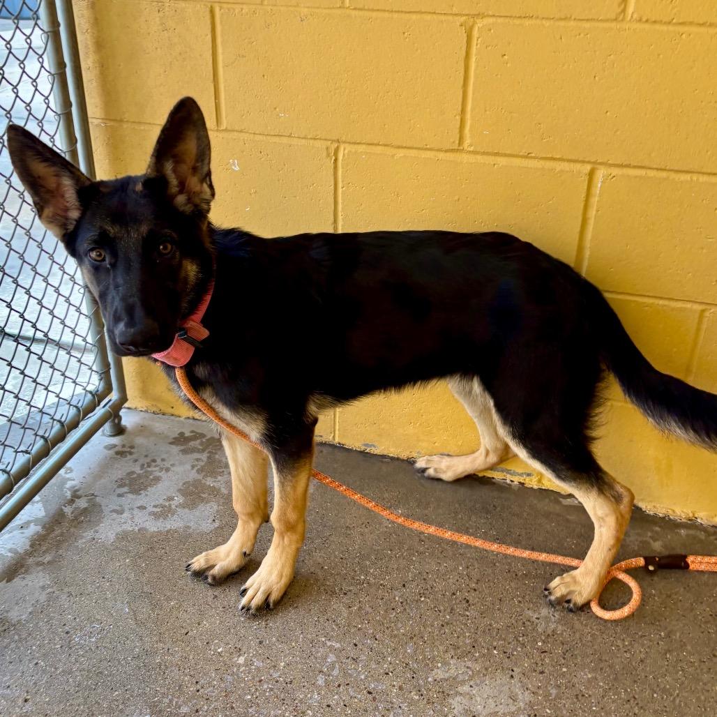 Vicky, Adoptable, Puppy Female Mixed Breed.