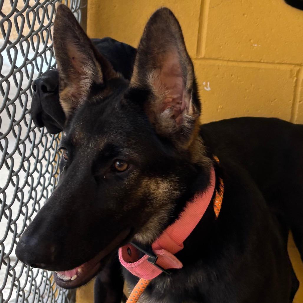 Enlarge Vicky, a Adoptable Mixed Breed in Las Cruces, NM image 2/6