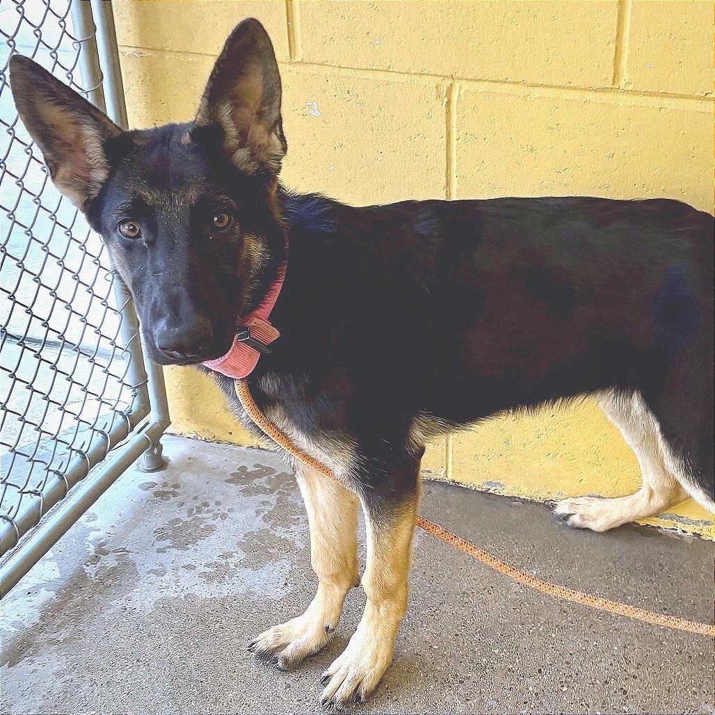 Enlarge Vicky, a Adoptable Mixed Breed in Las Cruces, NM image 3/6
