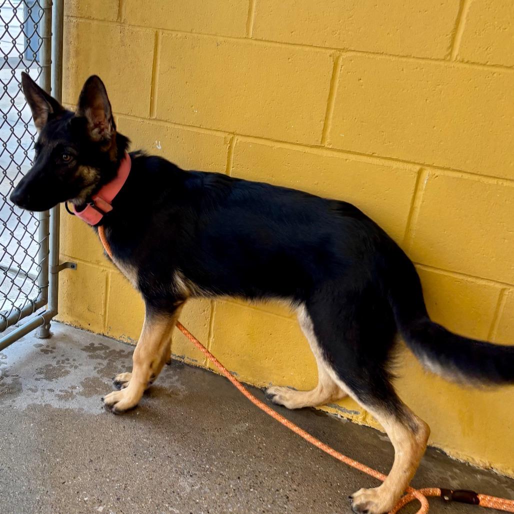 Enlarge Vicky, a Adoptable Mixed Breed in Las Cruces, NM image 4/6