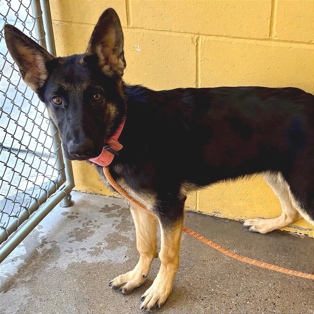 Enlarge Vicky, a Adoptable Mixed Breed in Las Cruces, NM image 5/6