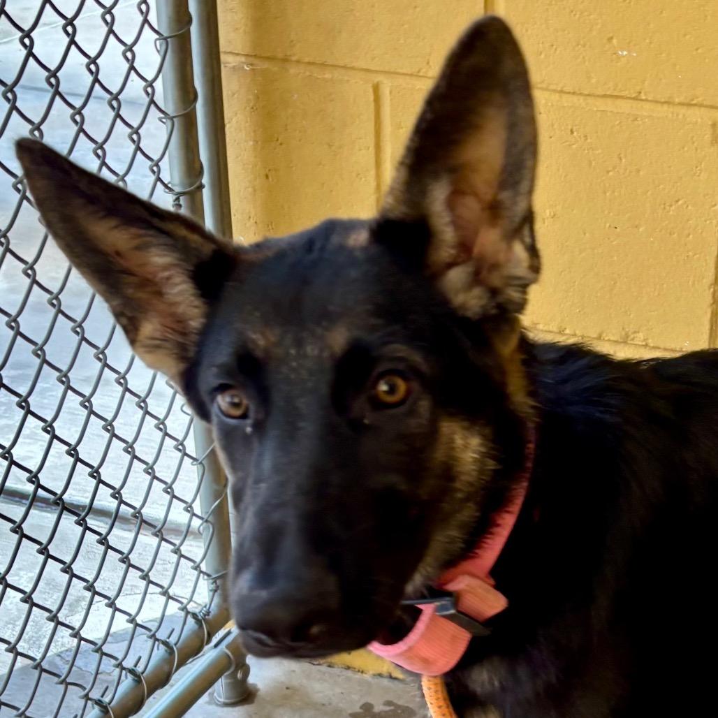 Enlarge Vicky, a Adoptable Mixed Breed in Las Cruces, NM image 6/6