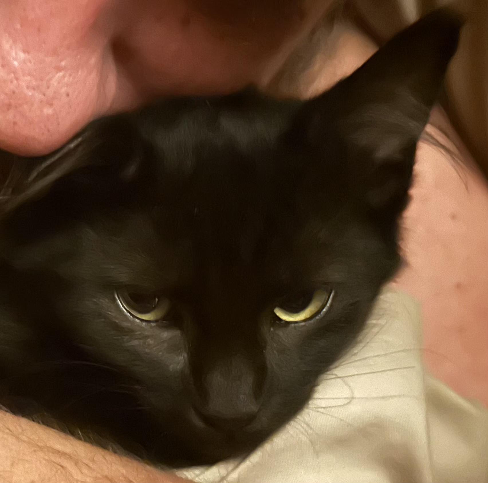 Kovu, a Adoptable Domestic Short Hair in Springfield, OR image 1/5