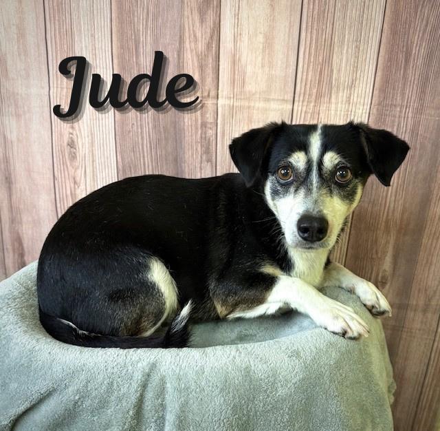Enlarge Jude, a ADOPTABLE mixed breed in Comfort, TX image 1/1