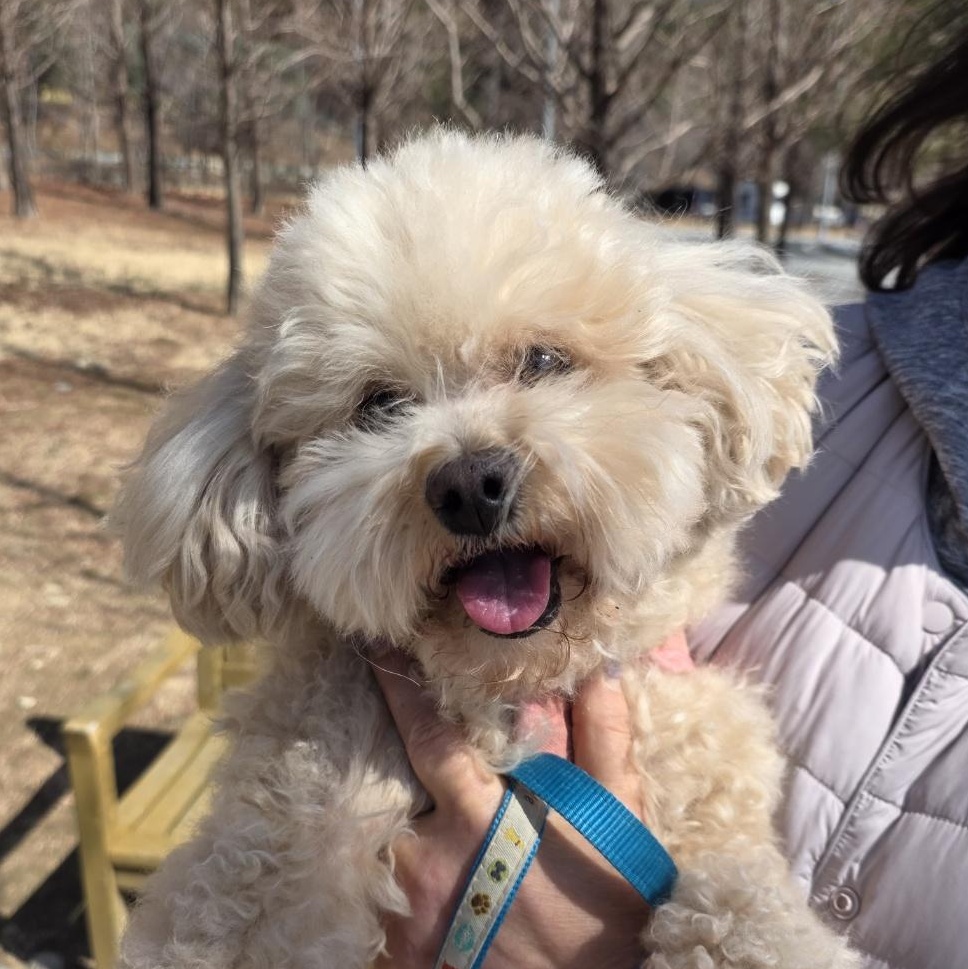 **CREAM**, ADOPTABLE, Young Male Poodle.