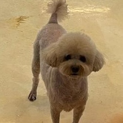 Enlarge **CREAM**, a ADOPTABLE Poodle in Springfield, VA image 3/4