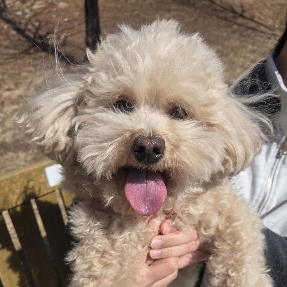 Enlarge **CREAM**, a ADOPTABLE Poodle in Springfield, VA image 4/4