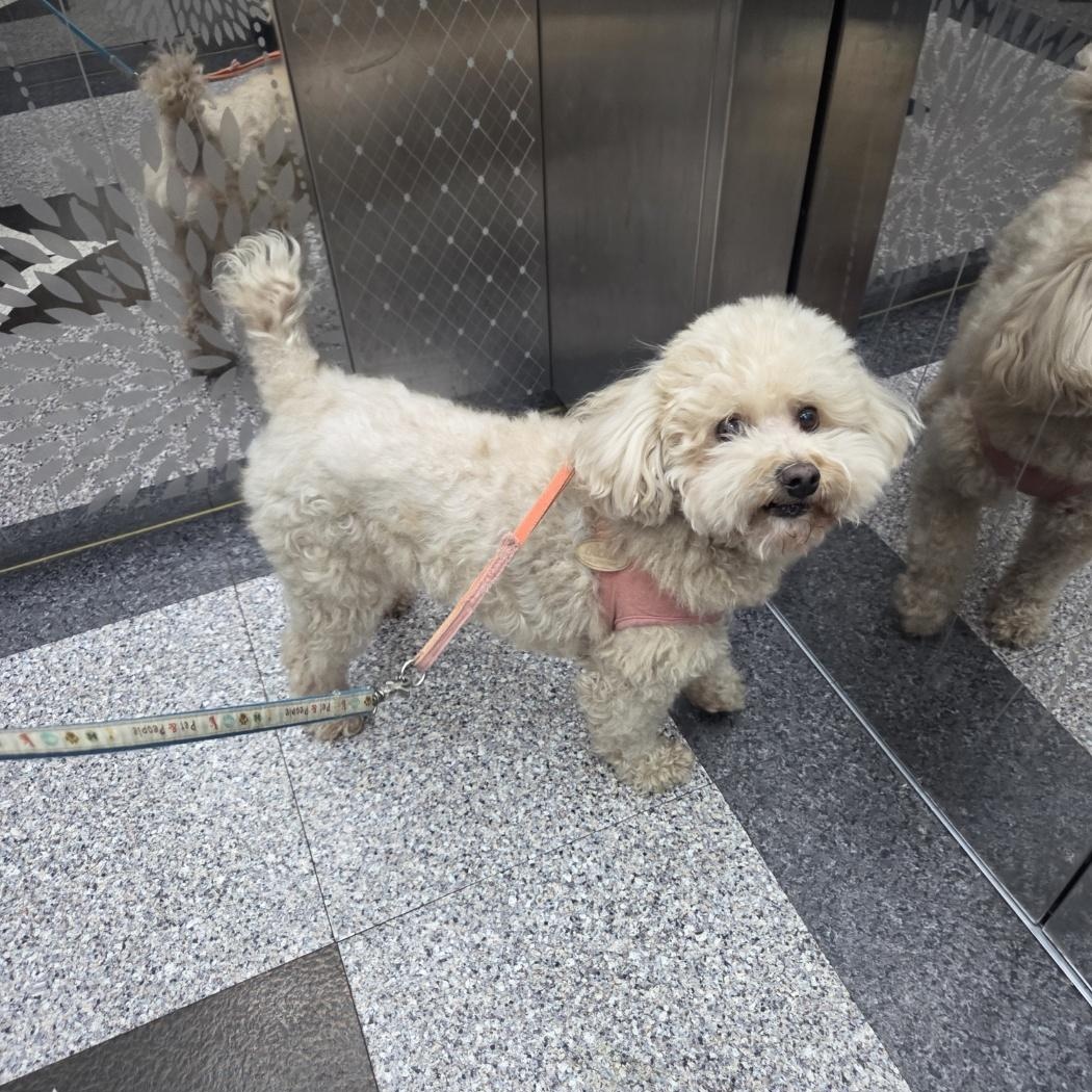 Enlarge **CREAM**, a ADOPTABLE Poodle in Springfield, VA image 2/4