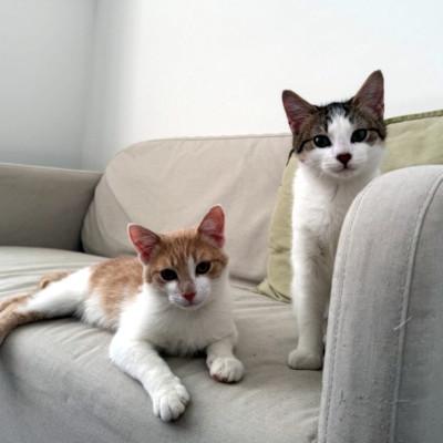 Lucas & Lanny, Baby Male unknown