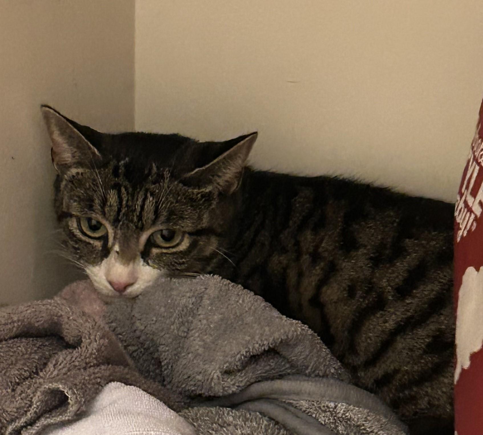 Josie, Adoptable, Adult Female Domestic Short Hair.