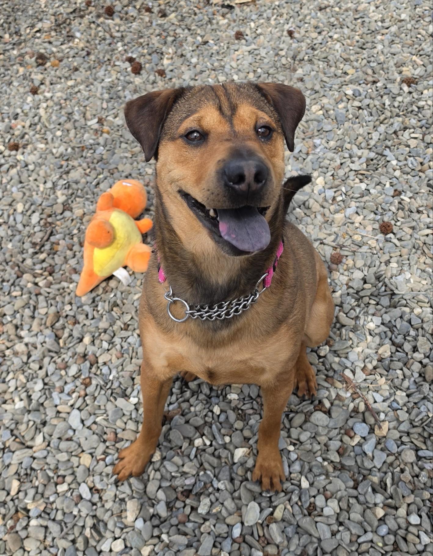 Brody, ADOPTABLE, Adult Male Shar-Pei.