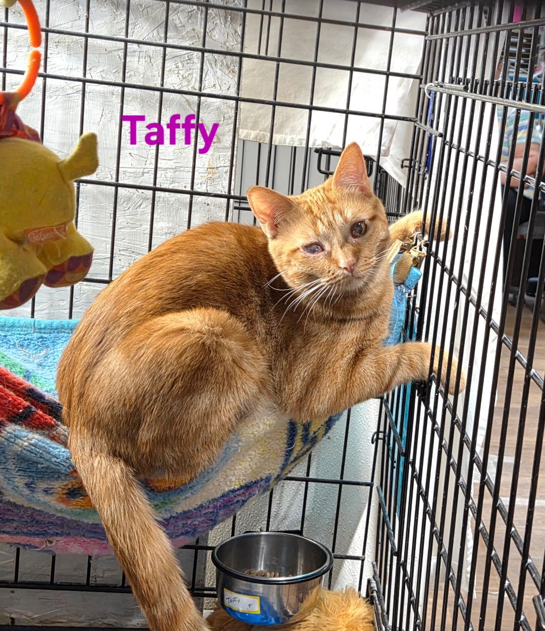 Enlarge Taffy, a ADOPTABLE mixed breed in Whitewater, WI image 5/6