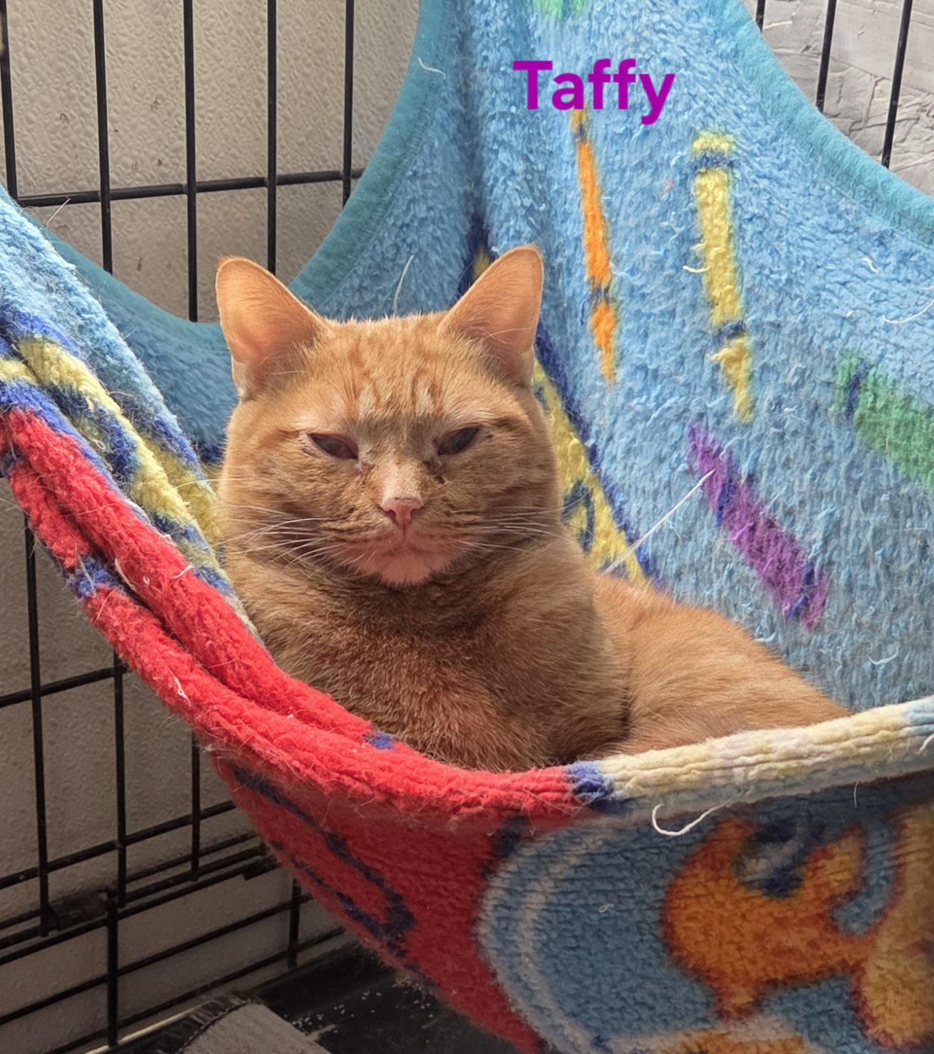 Enlarge Taffy, a ADOPTABLE mixed breed in Whitewater, WI image 1/6