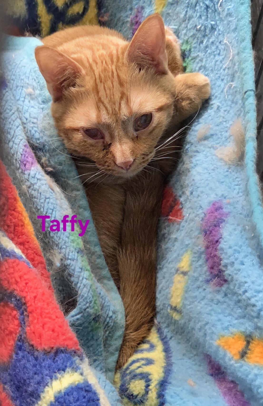 Enlarge Taffy, a ADOPTABLE mixed breed in Whitewater, WI image 4/6