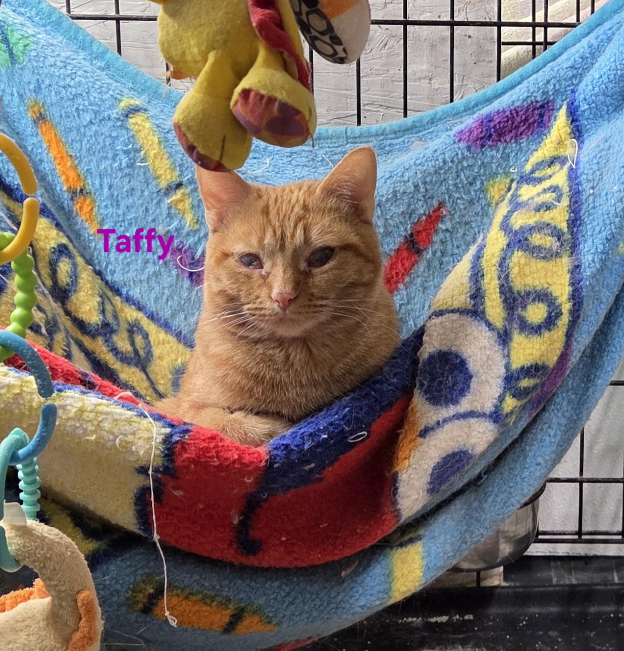 Enlarge Taffy, a ADOPTABLE mixed breed in Whitewater, WI image 6/6