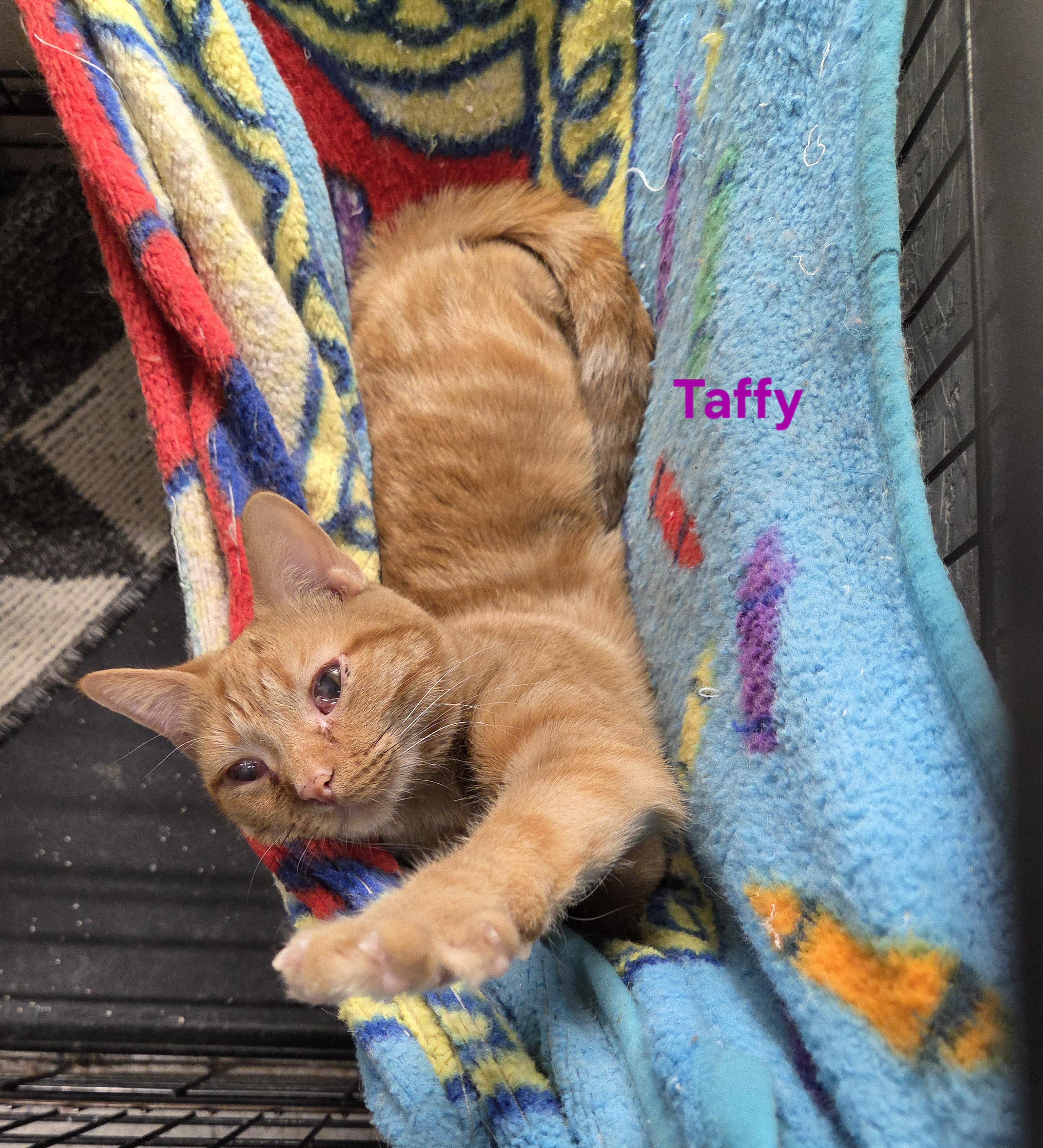 Enlarge Taffy, a ADOPTABLE mixed breed in Whitewater, WI image 2/6