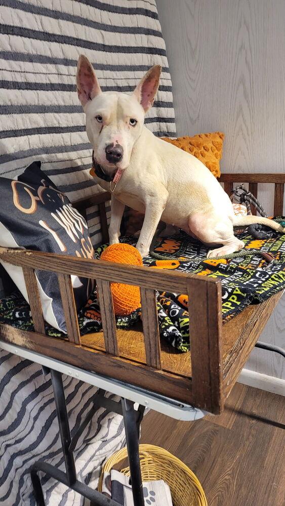 Enlarge SHARKIE, a Adoptable mixed breed in Opelousas, LA image 1/2