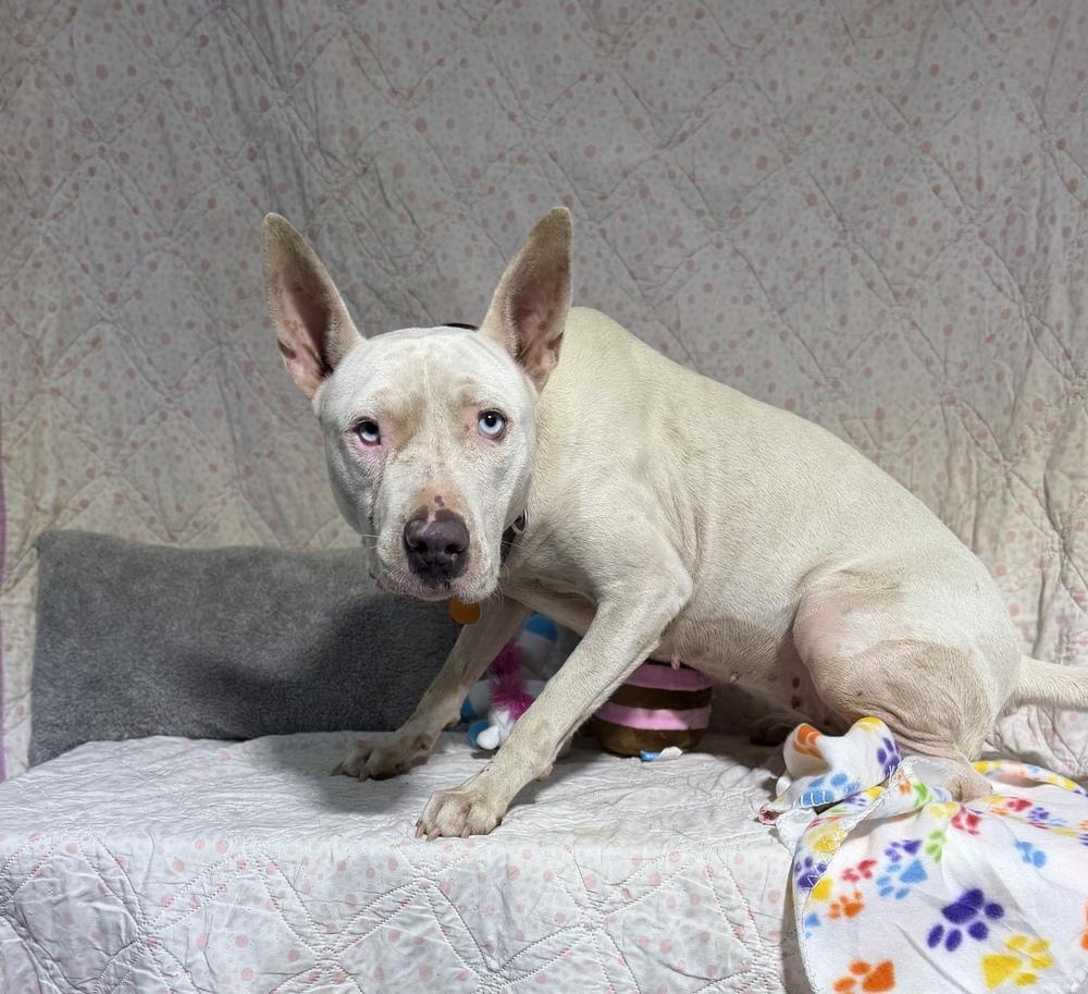 Enlarge SHARKIE, a Adoptable mixed breed in Opelousas, LA image 2/2