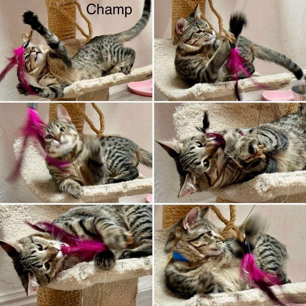 Champ, Adoptable, Young Male Domestic Short Hair & Tabby.